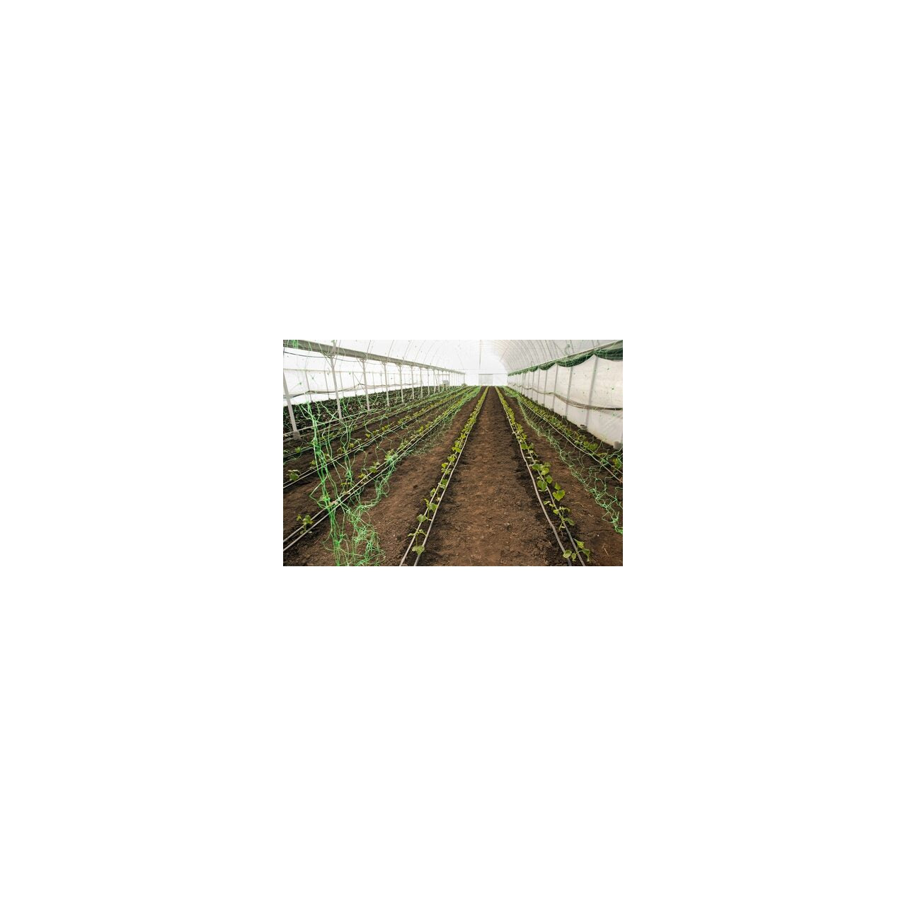 Plasa pvc, pentru urcarea plantelor in cultura castravetilor, 1.5x10 m
