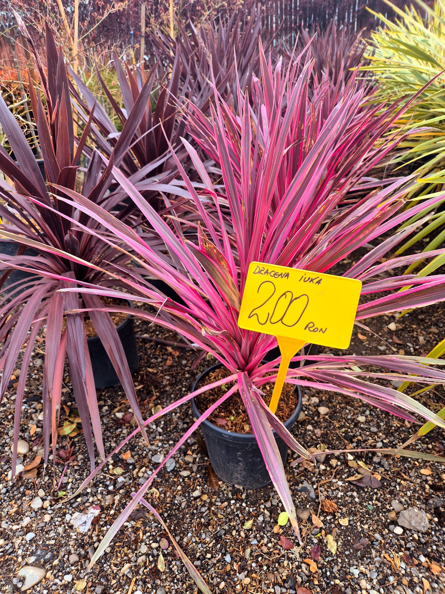Dracena Indivisa (Cordyline roșie)