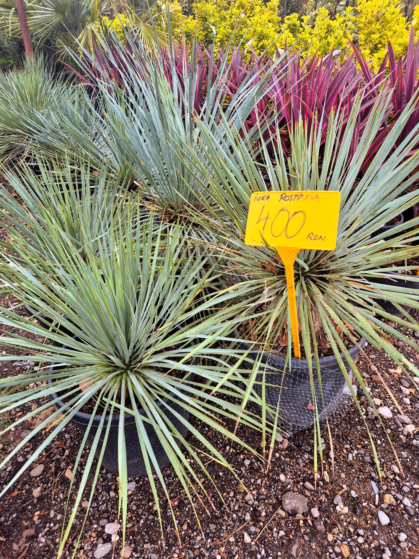 Yucca Rostrata