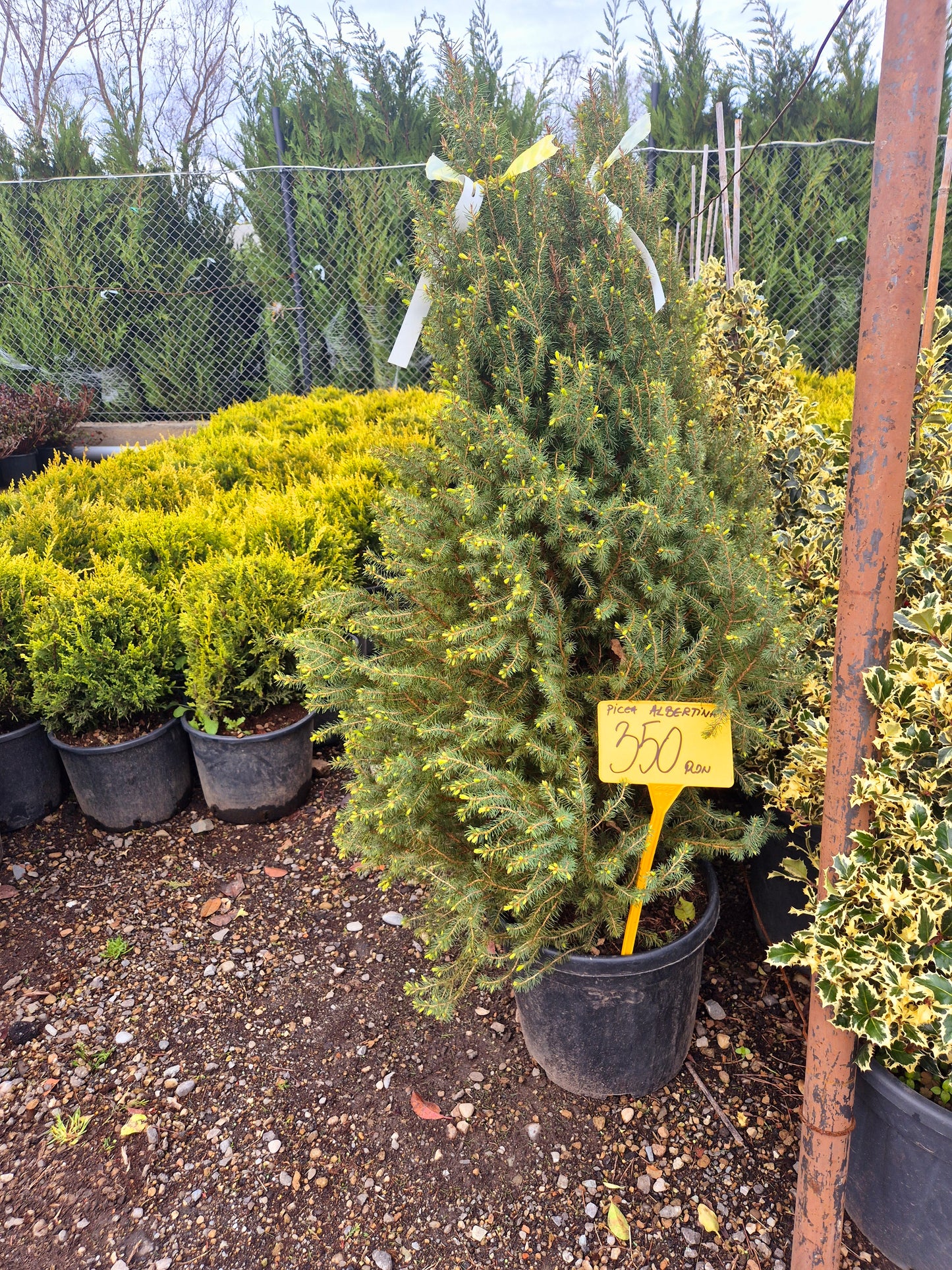 Picea Albertiana Conica (Molid conic)