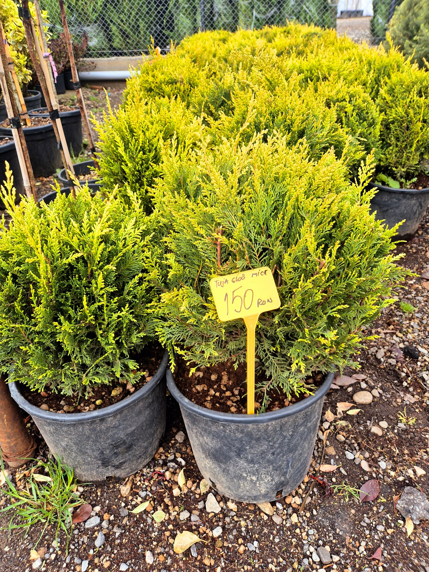 Thuja Globosa (Tuia globulară)
