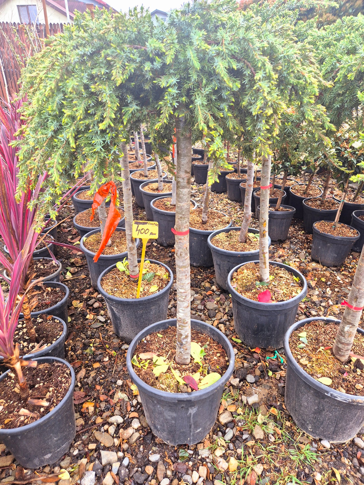 Taxus Baccata pe Trunchi (Tisa)