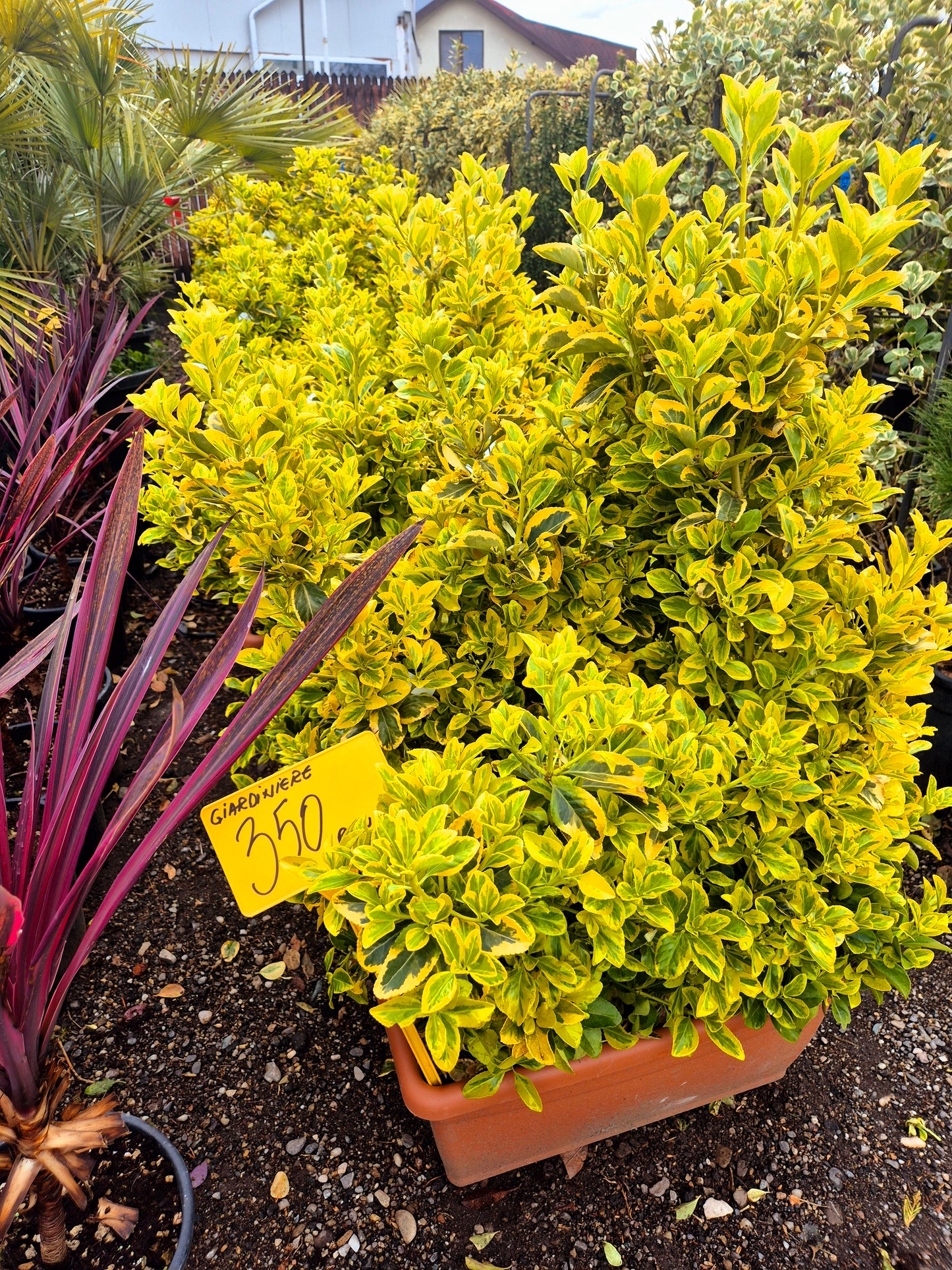 Euonymus Japonicus Aureus (Gard viu variegat)