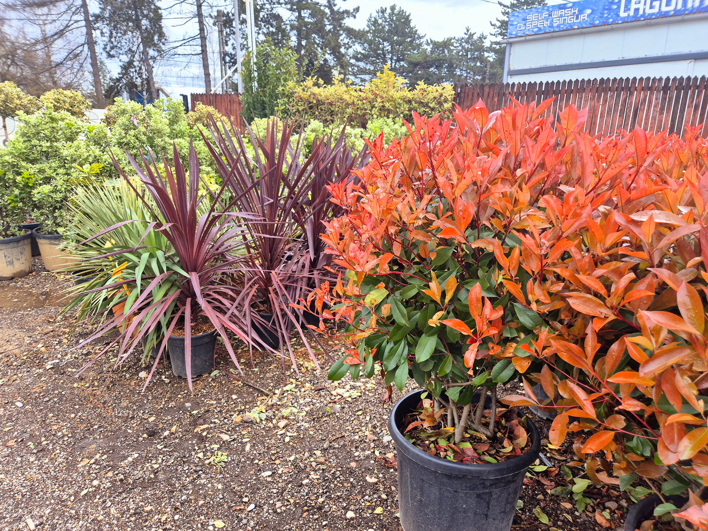 Photinia Red Robin
