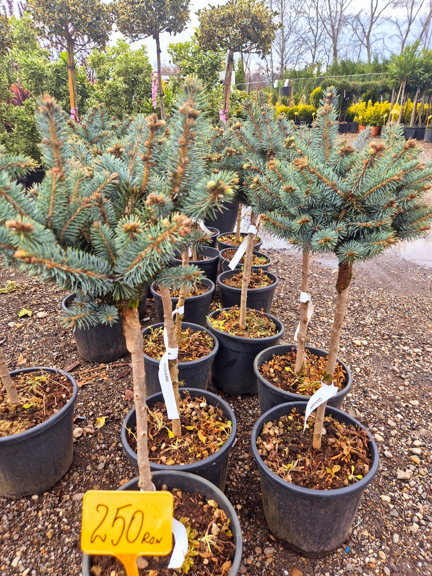 Picea Pungens Glauca pe Trunchi (Molid argintiu)