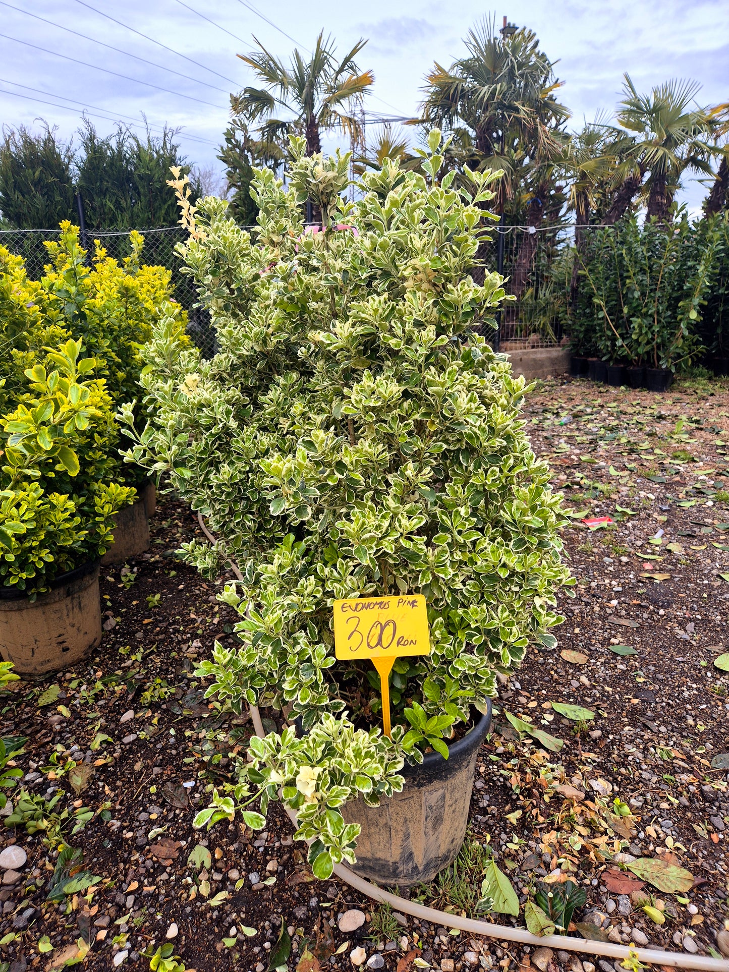 Euonymus japonez variegat (Evonimus alb-verde) – arbust decorativ premium