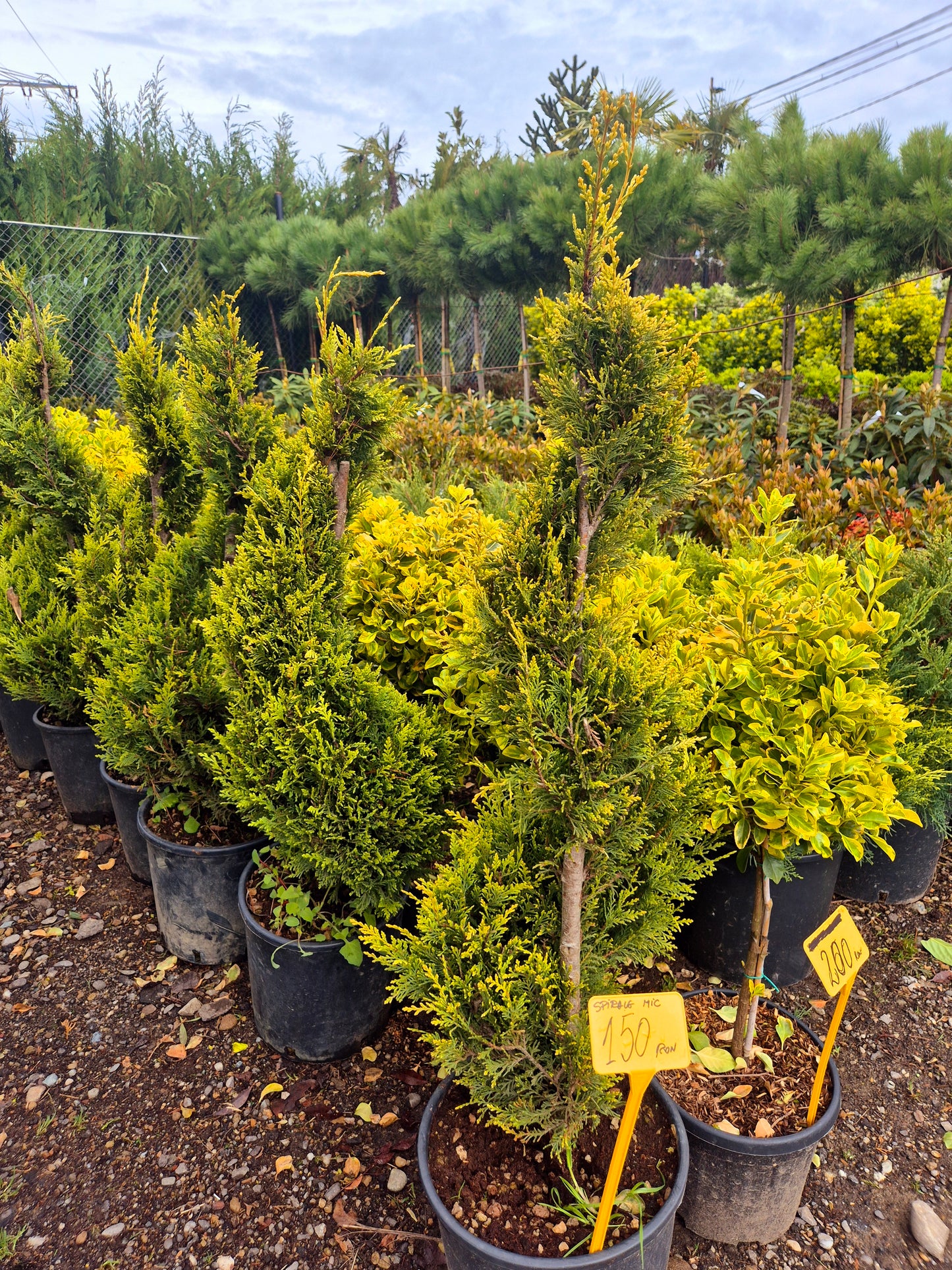 Pinus pe trunchi (Pin ornamental altoit) – efect decorativ premium pentru grădină