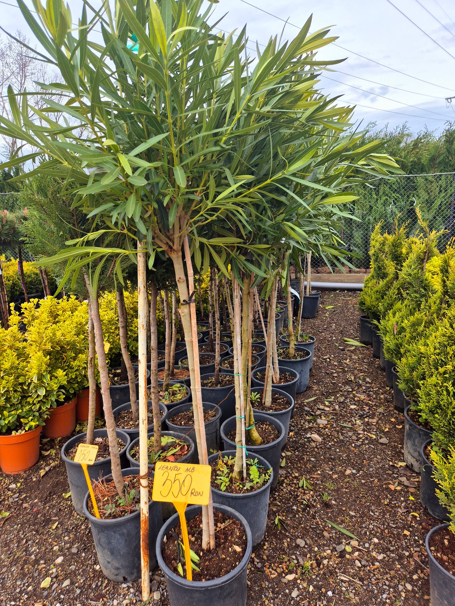 Leandru pe tulpină (Nerium oleander) – arbore decorativ mediteranean