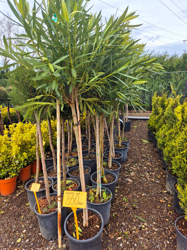 Leandru pe tulpină (Nerium oleander) – arbore decorativ mediteranean