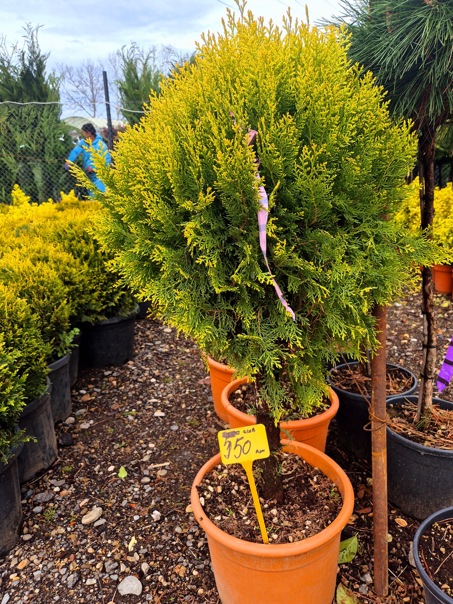 Tuia aurie tip glob (Thuja occidentalis „Golden Globe”) – conifer ornamental decorativ