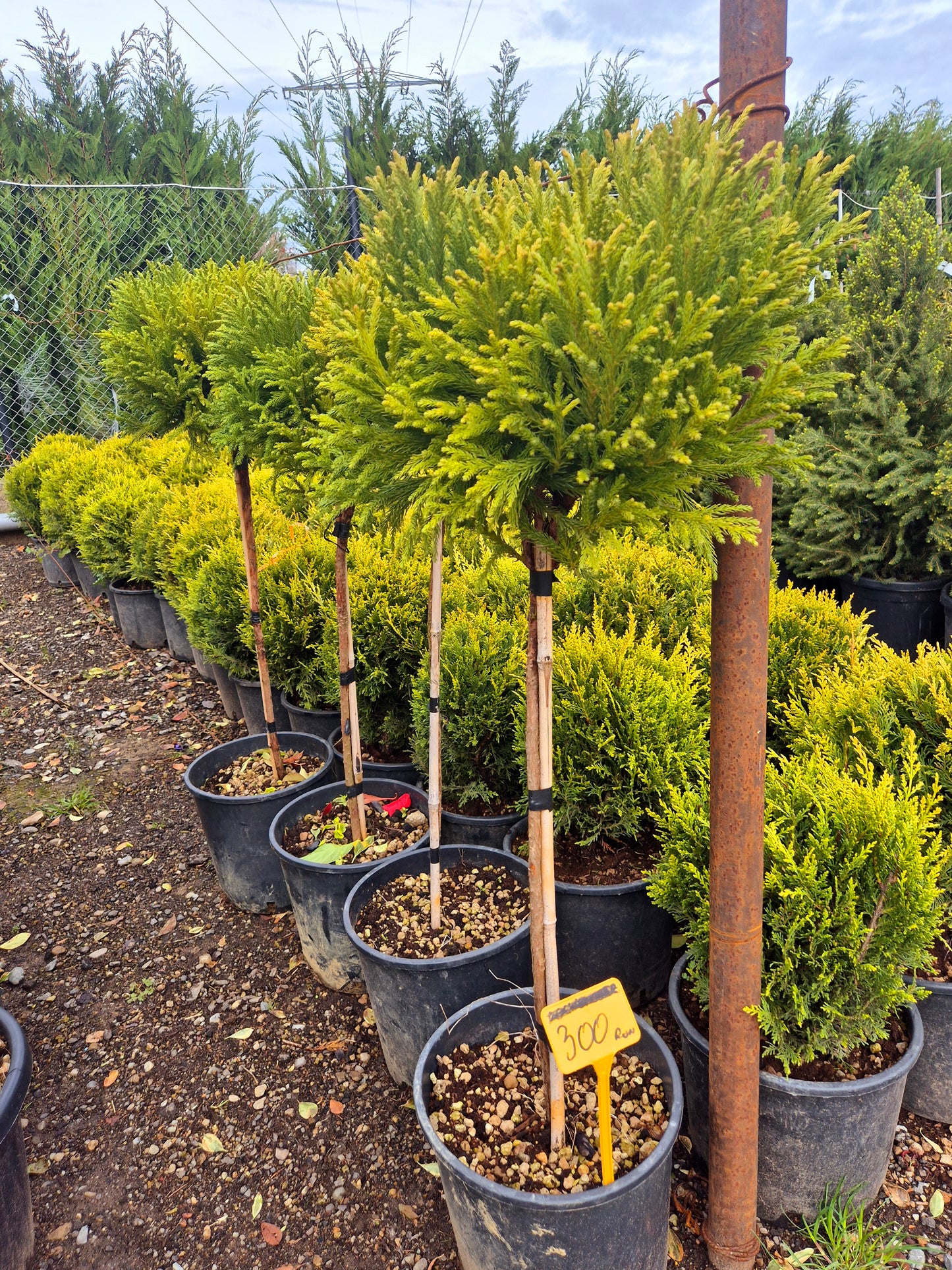 Tuia pe tulpină (Thuja altoită tip pomișor) – conifer decorativ premium pentru grădină