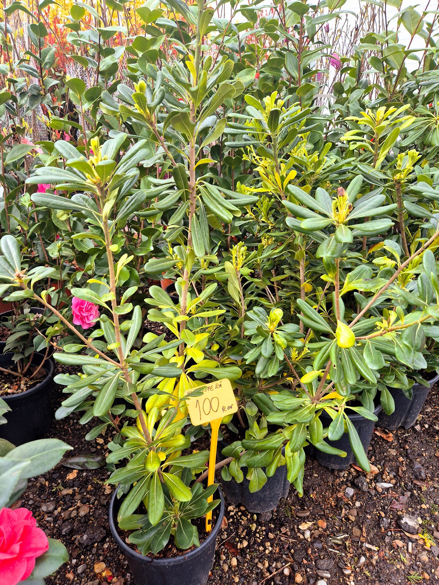 Rhododendron (bujor de munte) – arbust ornamental cu flori spectaculoase