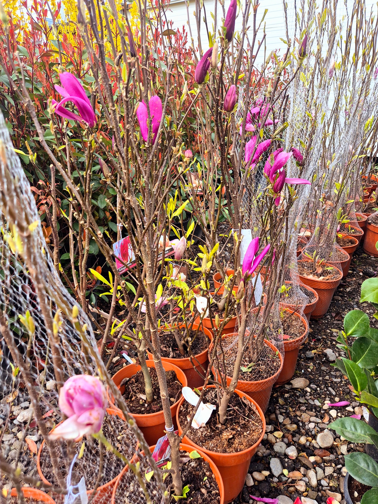Magnolia Soulangeana