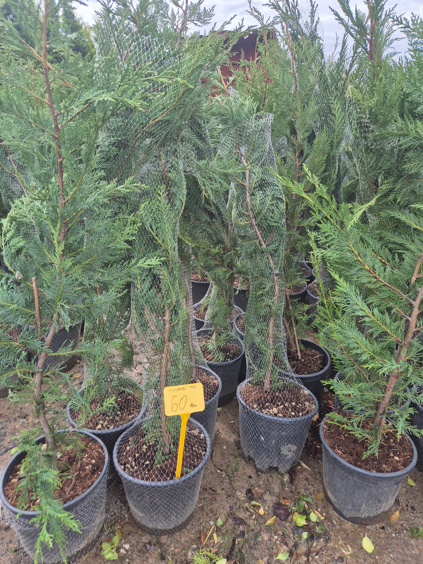 Leylandii (Chiparos Leyland) – gard viu rapid și ieftin 🌲