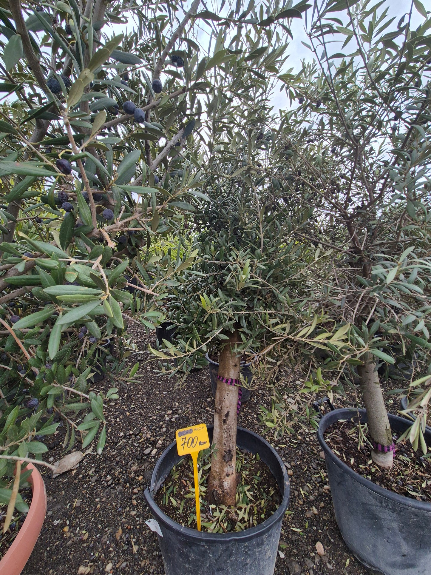 Măslin matur (Olea europaea) – decor premium și aspect natural 🌿