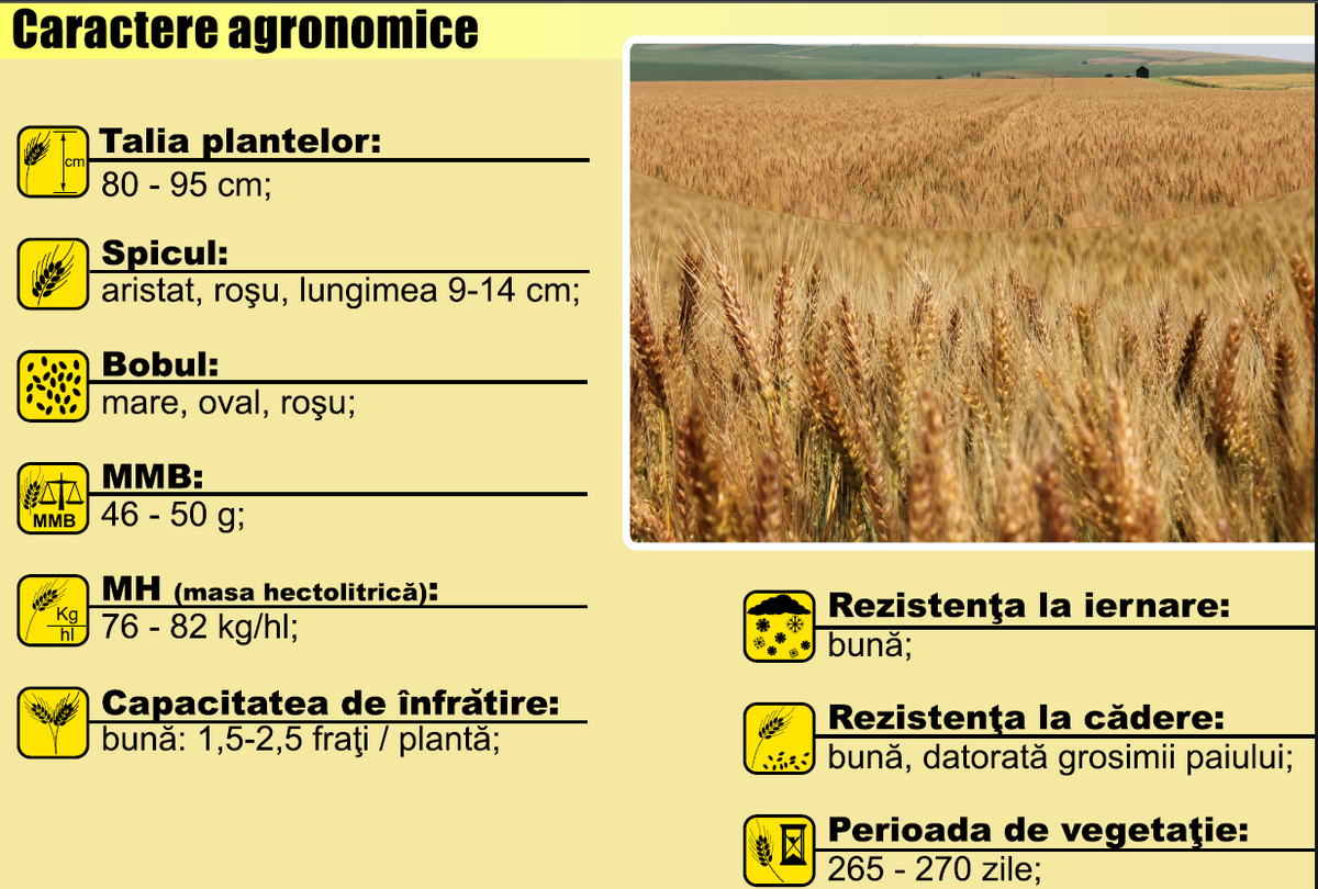 Grâu Andrada C1 - Samanta Soi Aristat Romanesc, Rezistent la Iernare si Cadere