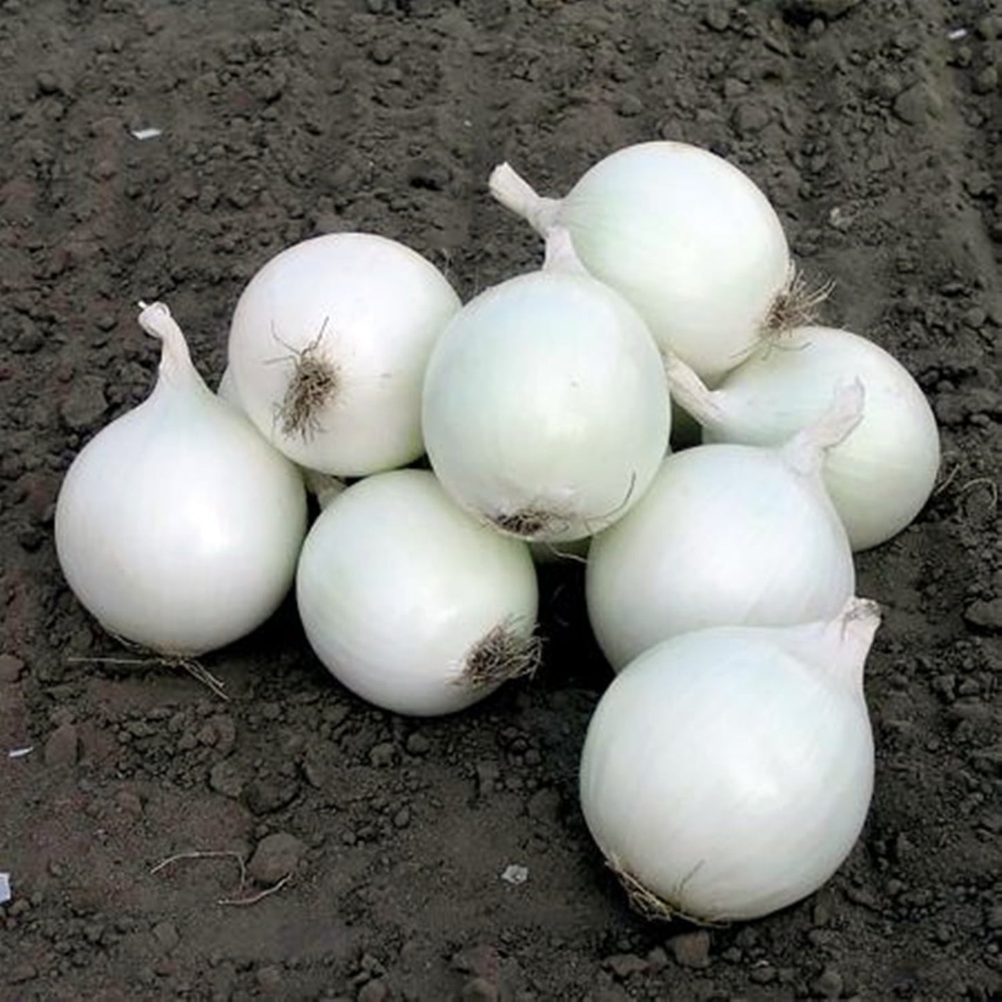 Arpagic Alb White Snowball (Olanda) - Calibru 8-21mm - Ceapa Alba, Gust Delicat, Recoltare Timpurie