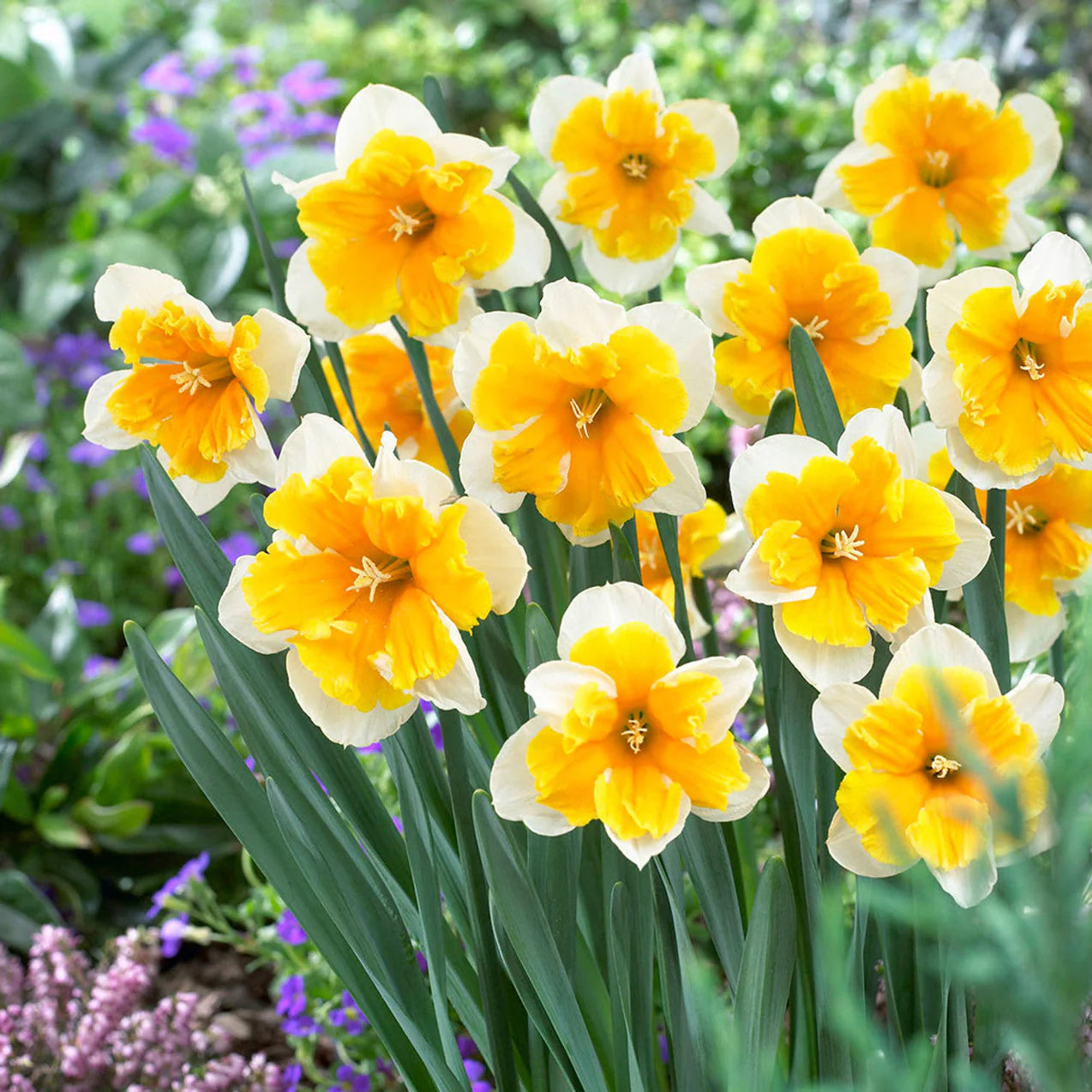 Narcisă albă cu centru portocaliu – Narcissus ‘Orangery’