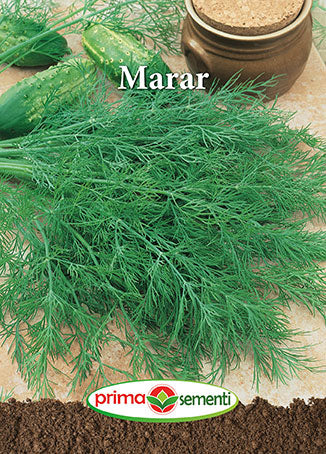 Semințe Mărar