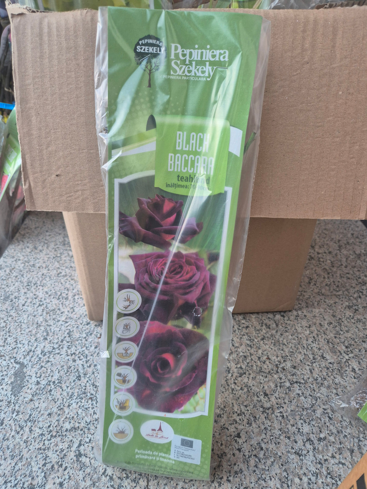Trandafir Teahibrid Black Baccara – Roșu-Bordo Aproape Negru