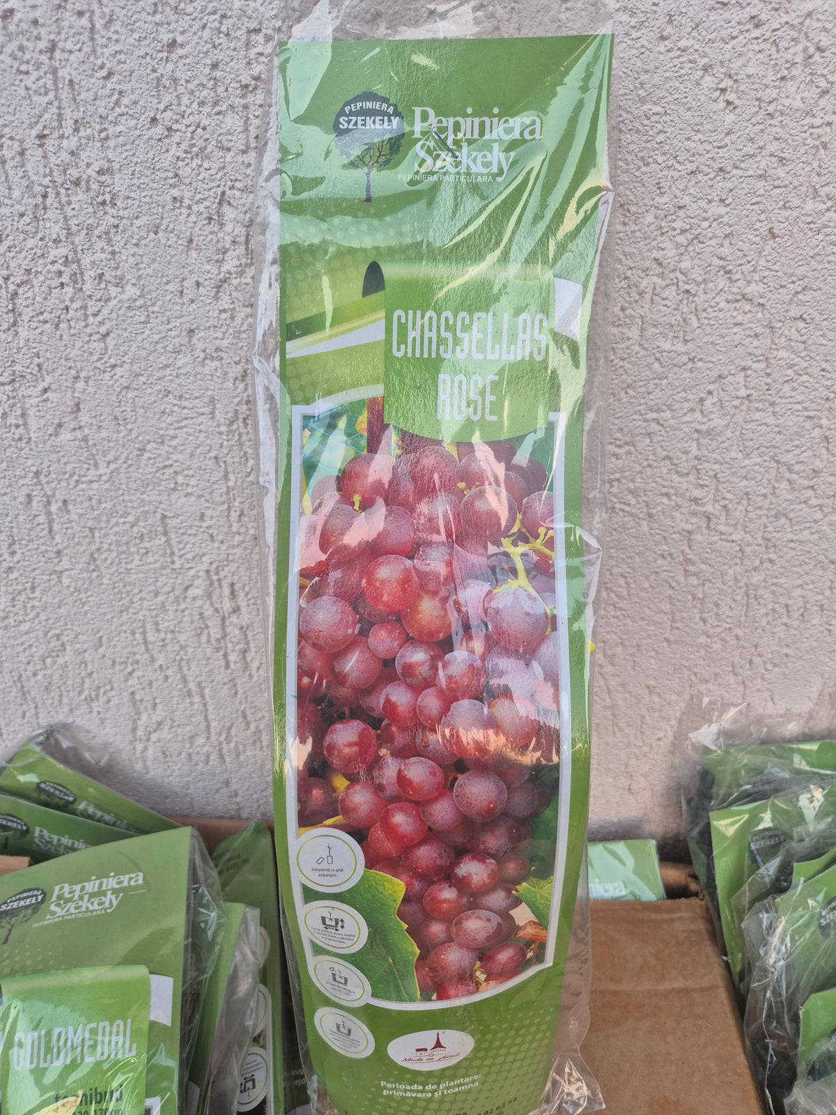 Butaș Viță-de-Vie Chasselas Rose – Struguri Roz pentru Masă și Vin