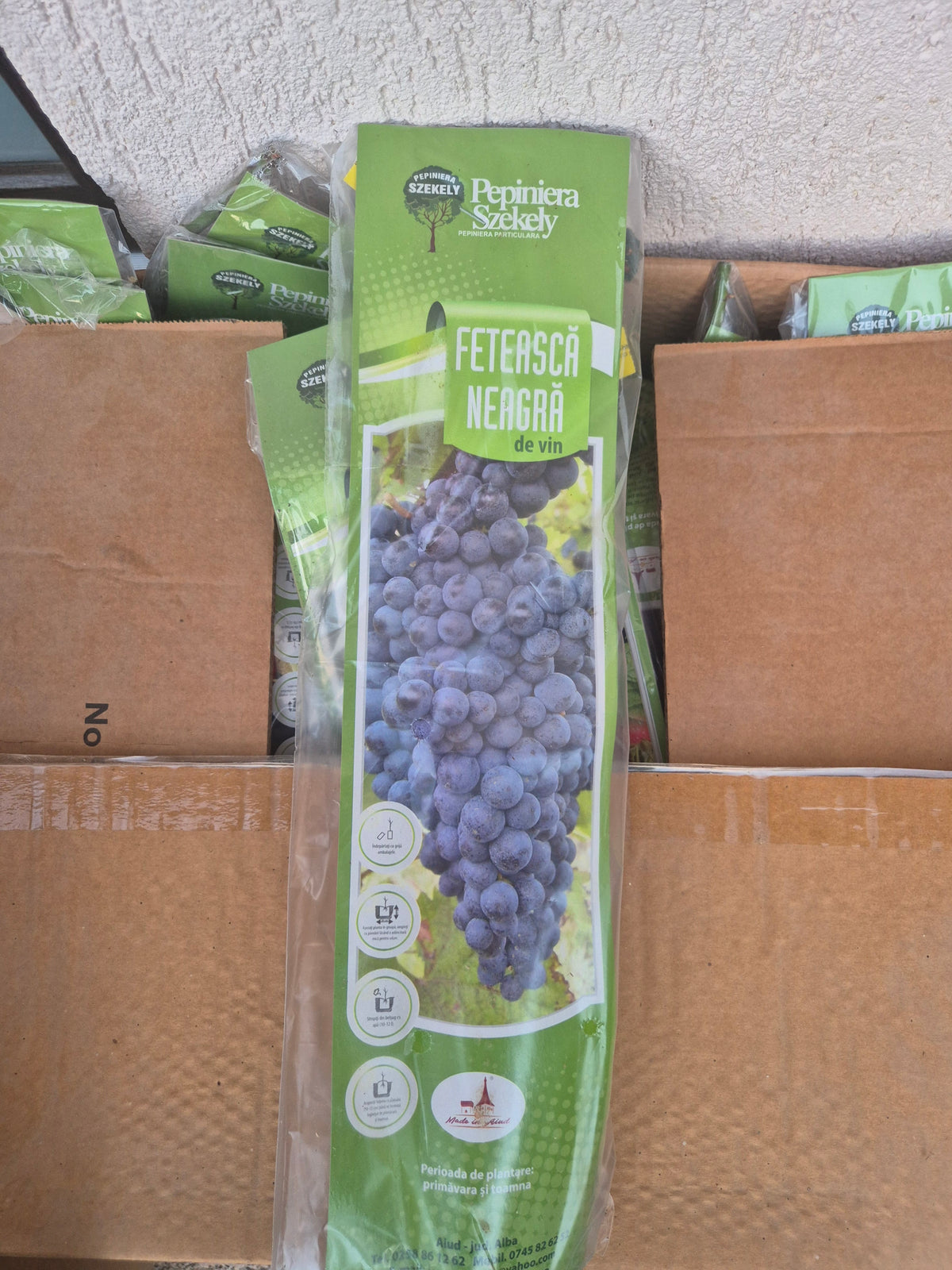 Butaș Viță-de-Vie Fetească Neagră – Soi pentru Vin Roșu și Roze