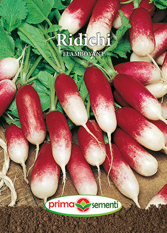 Seminte ridichi De Luna Flamboyant