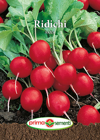 Ridichi de Lună Saxa