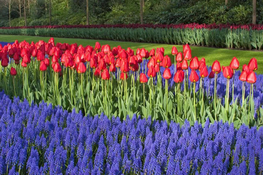 Lalea roșie clasică – Tulipa ‘Apeldoorn’