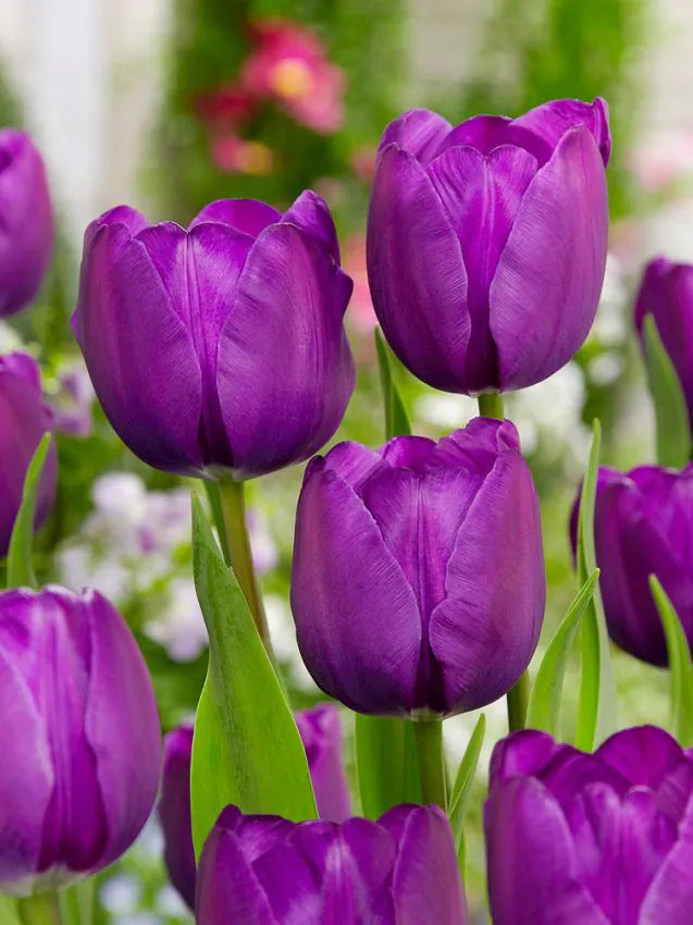 Lalea mov intens – Tulipa ‘Negrita’