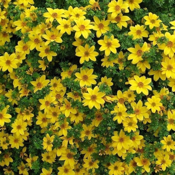 https://c.cdnmp.net/592978066/p/m/4/arizona-beggarticks-0-5-gr-ploaia-aurie-cu-flori-galbene-stelate~51014.jpg