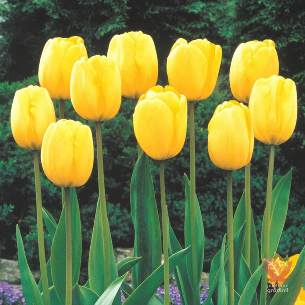 Lalea galbenă elegantă – Tulipa ‘West Point’