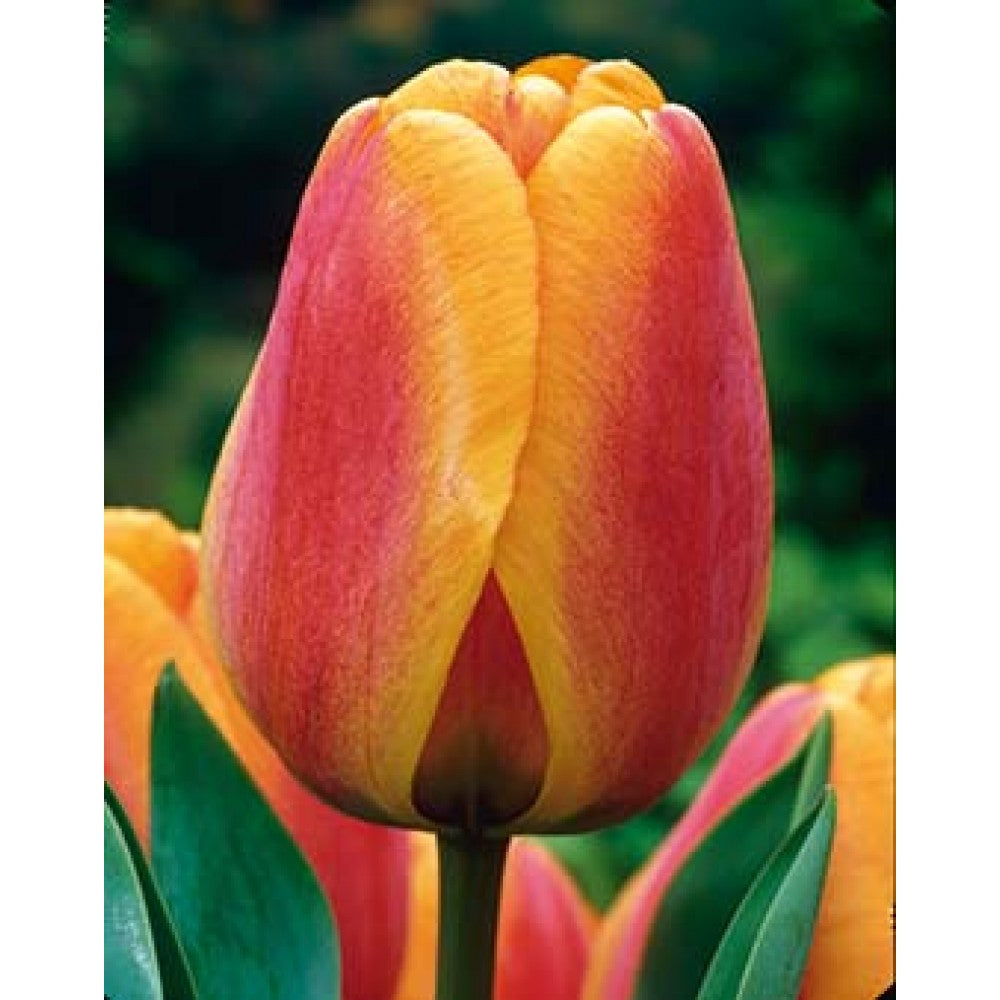 Lalea portocalie cu reflexe aurii – Tulipa ‘Daydream’