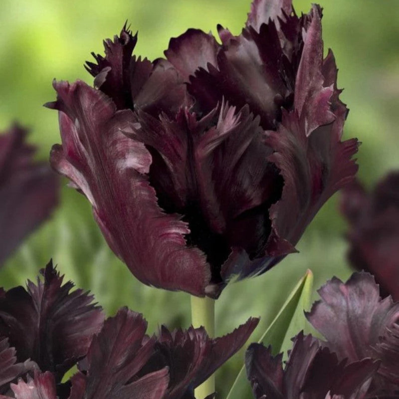 Lalea papagal neagră – Tulipa ‘Black Parrot’