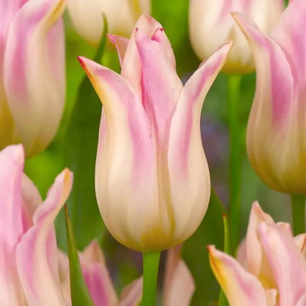 Lalea galben-crem cu margini roz – Tulipa ‘Elegant Lady’