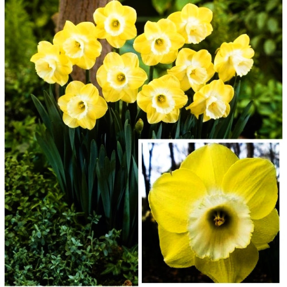 Narcisă galben-crem – Narcissus ‘Lemon Beauty’