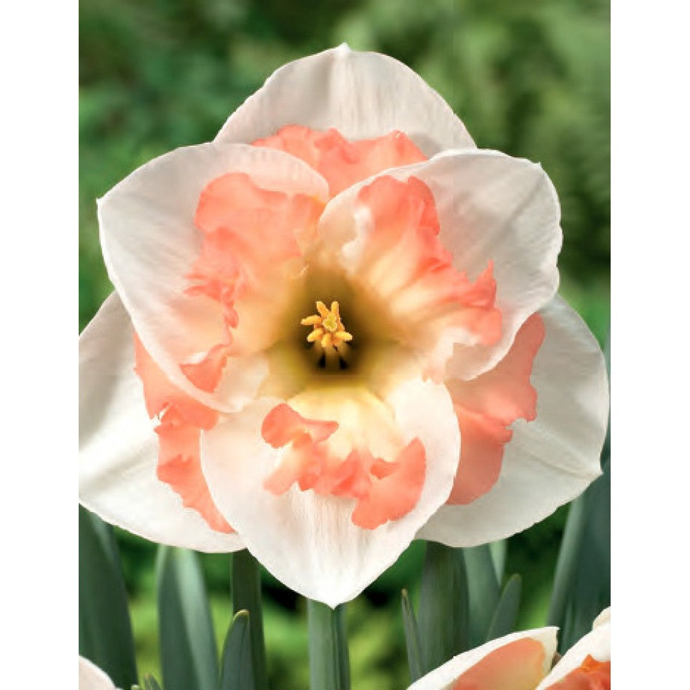 Narcisă albă cu centru roz – Narcissus ‘Pink Wonder