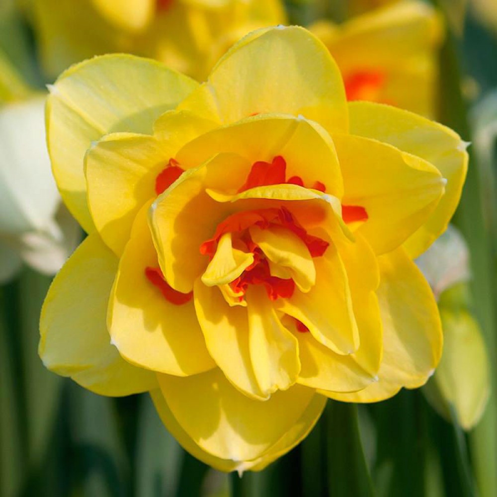 Narcisă galbenă dublă cu centru portocaliu – Narcissus ‘Tahiti’