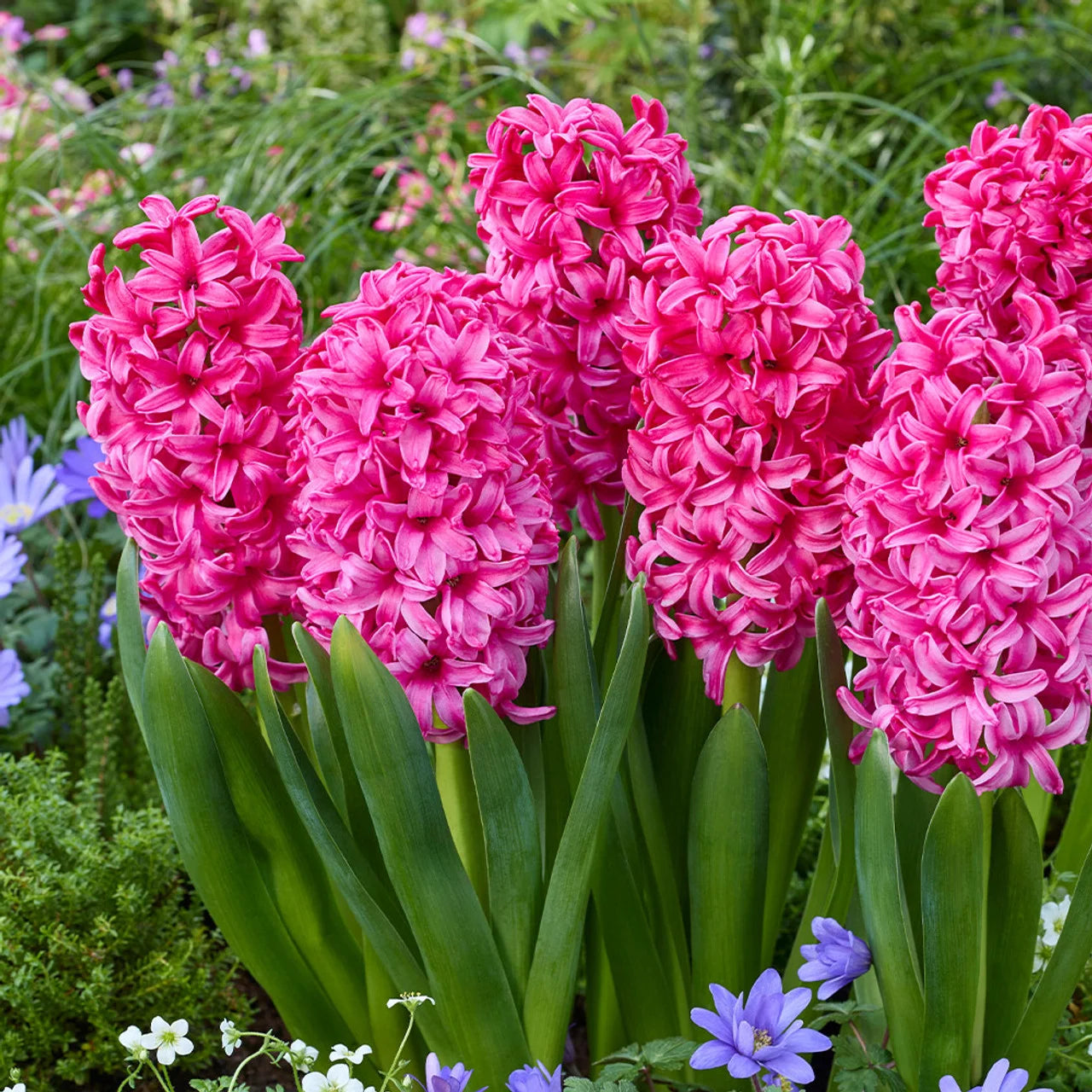 Zambilă roz Hyacinthus ‘Pink Pearl’