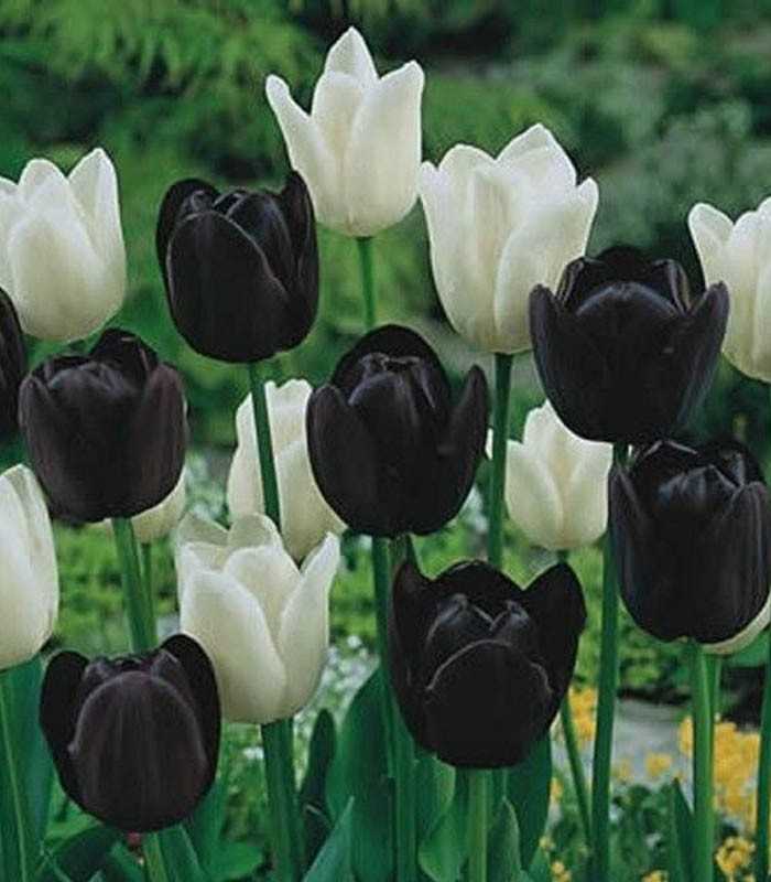 Lalele mix alb-negru – Tulipa ‘Duo Black & White’