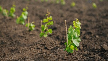 Butași de viță-de-vie – material săditor pentru culturi sănătoase - SolPlant.ro