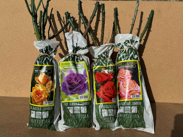 Butași de trandafiri – flori spectaculoase pentru grădină - SolPlant.ro