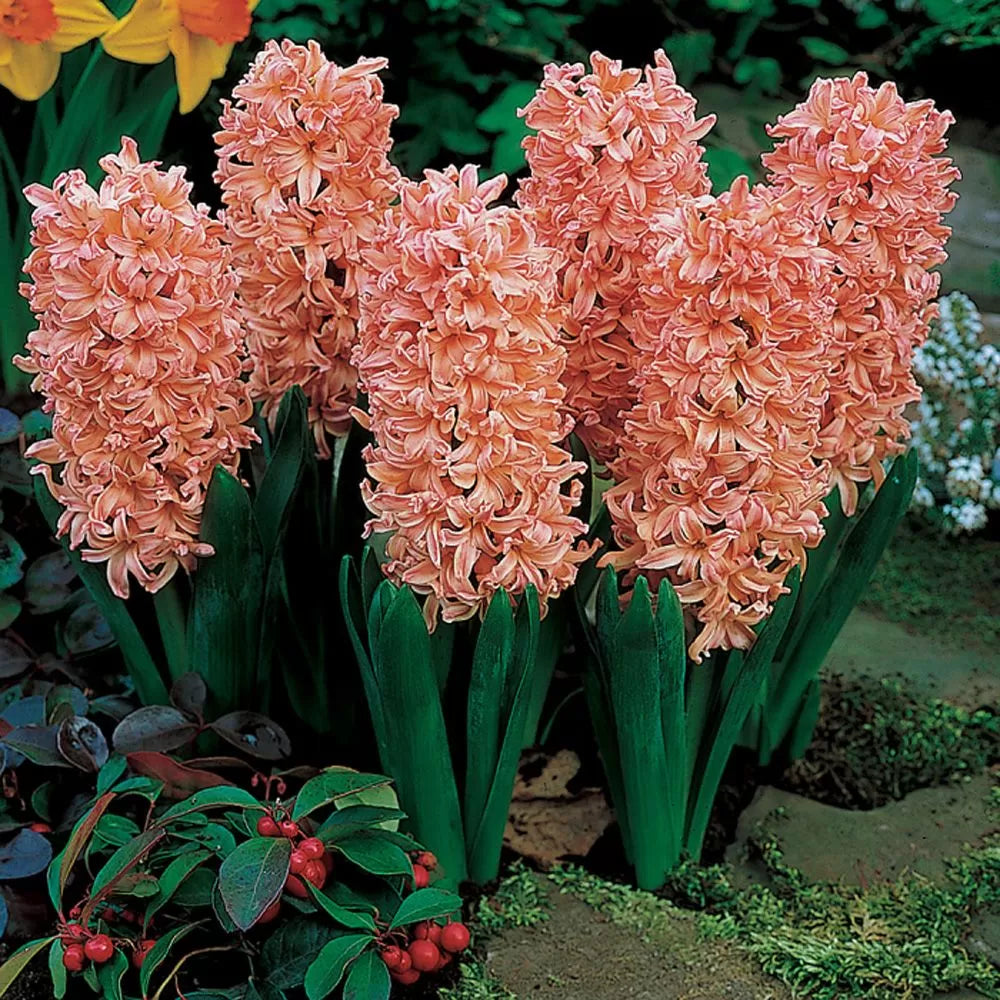 Zambilă portocalie Hyacinthus ‘Gipsy Queen’