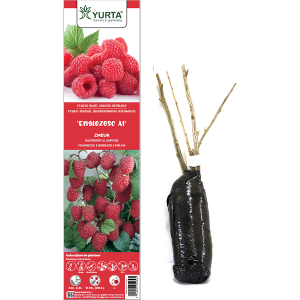 Zmeur productiv – arbust fructifer cu fructe de calitate superioară - SolPlant.ro