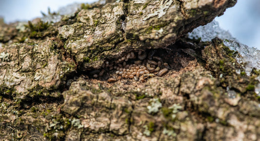 4 Riscuri Majore dacă Sari Peste Tratamentul în Repaus Vegetativ ❌