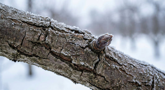Ce este repausul vegetativ la pomii fructiferi și de ce îți afectează producția ?🌳