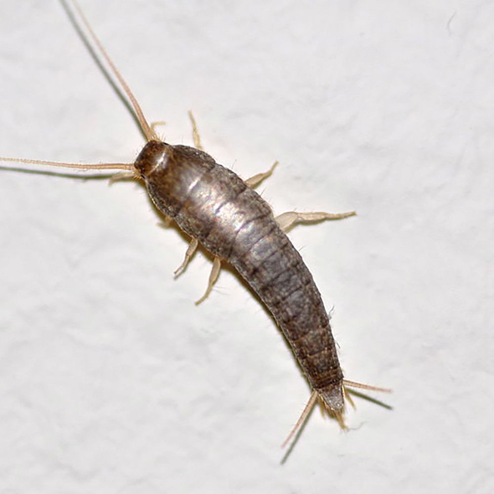 https://fitomag.ro/continut/produse/65324/1000/1522941958641silverfish-65440.jpg
