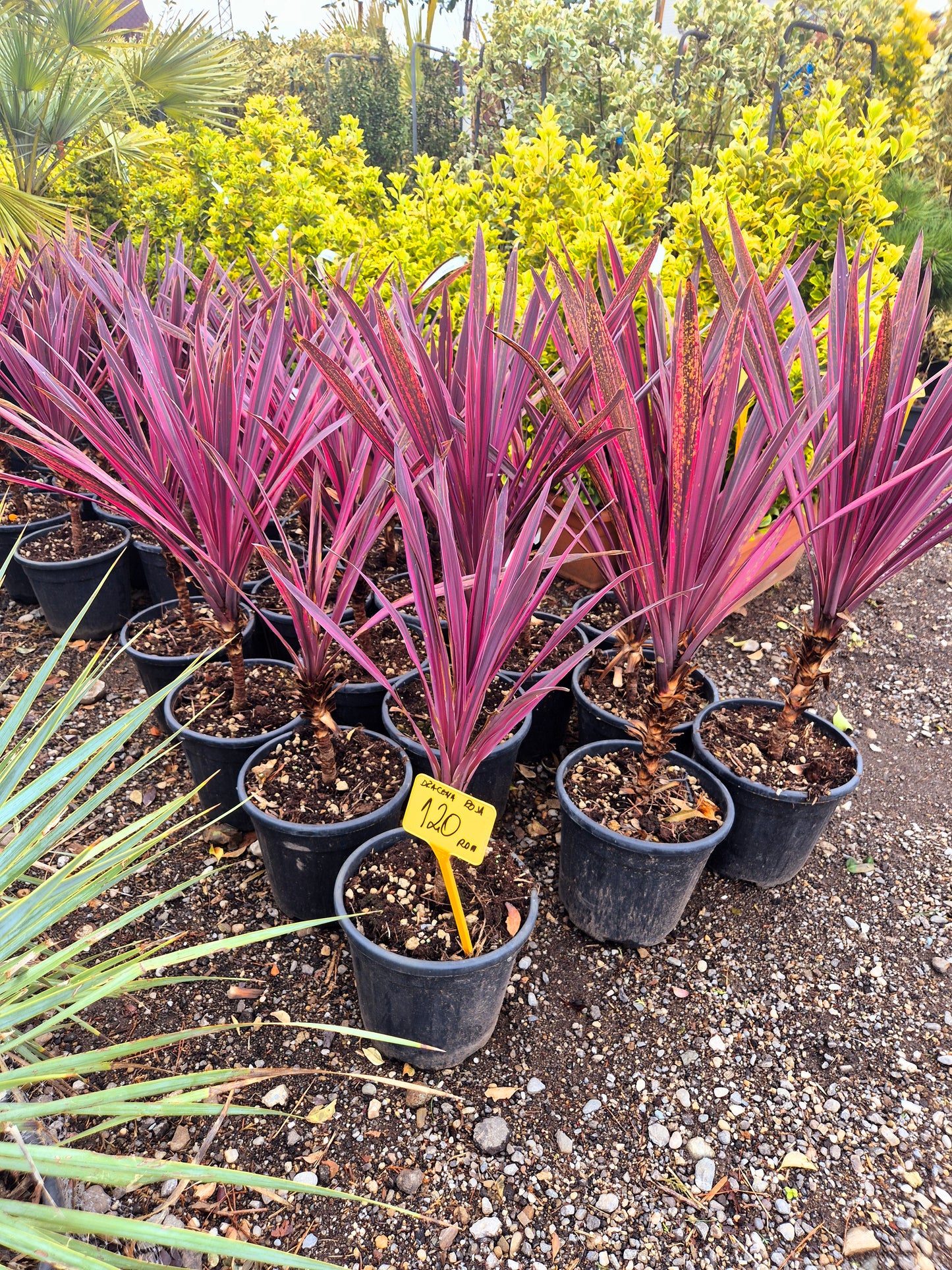 Dracena Bicolor (Cordyline australis)