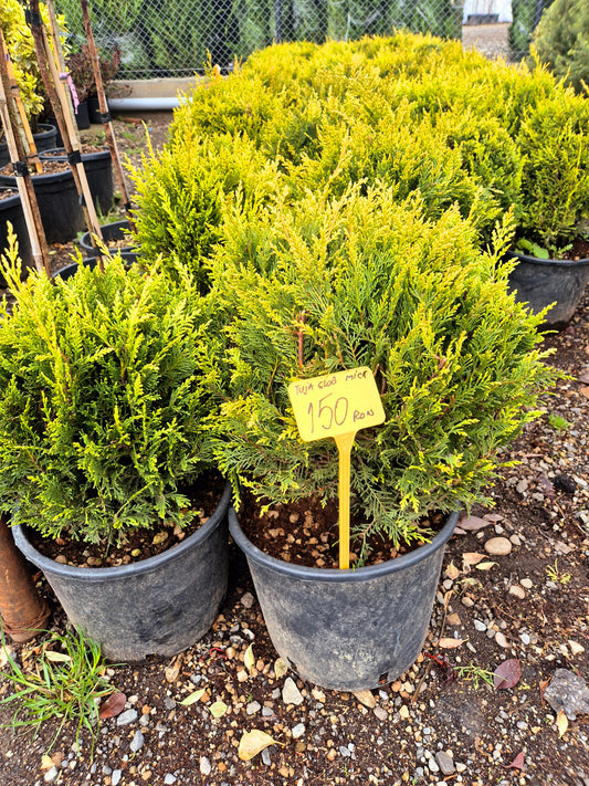 Thuja Globosa (Tuia globulară)
