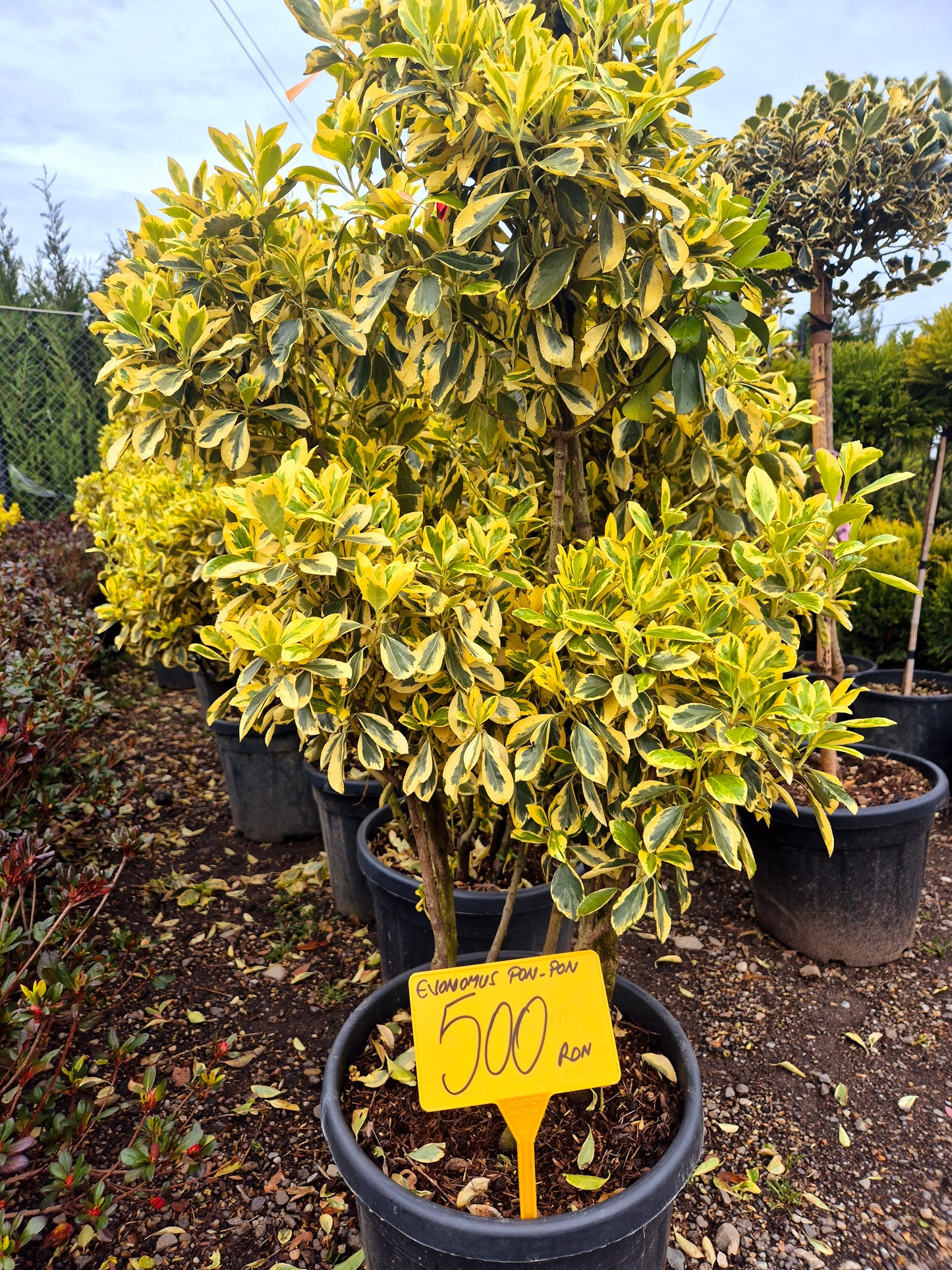 Euonymus Japonicus (Pon-Pon)